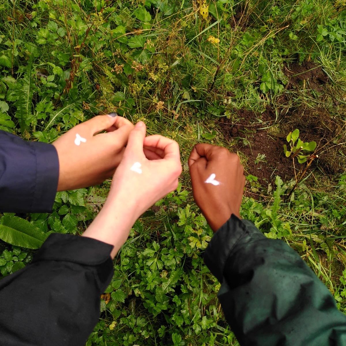 Drei Hände zeigen auf Pflanzen im Gras.